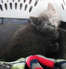 kitten